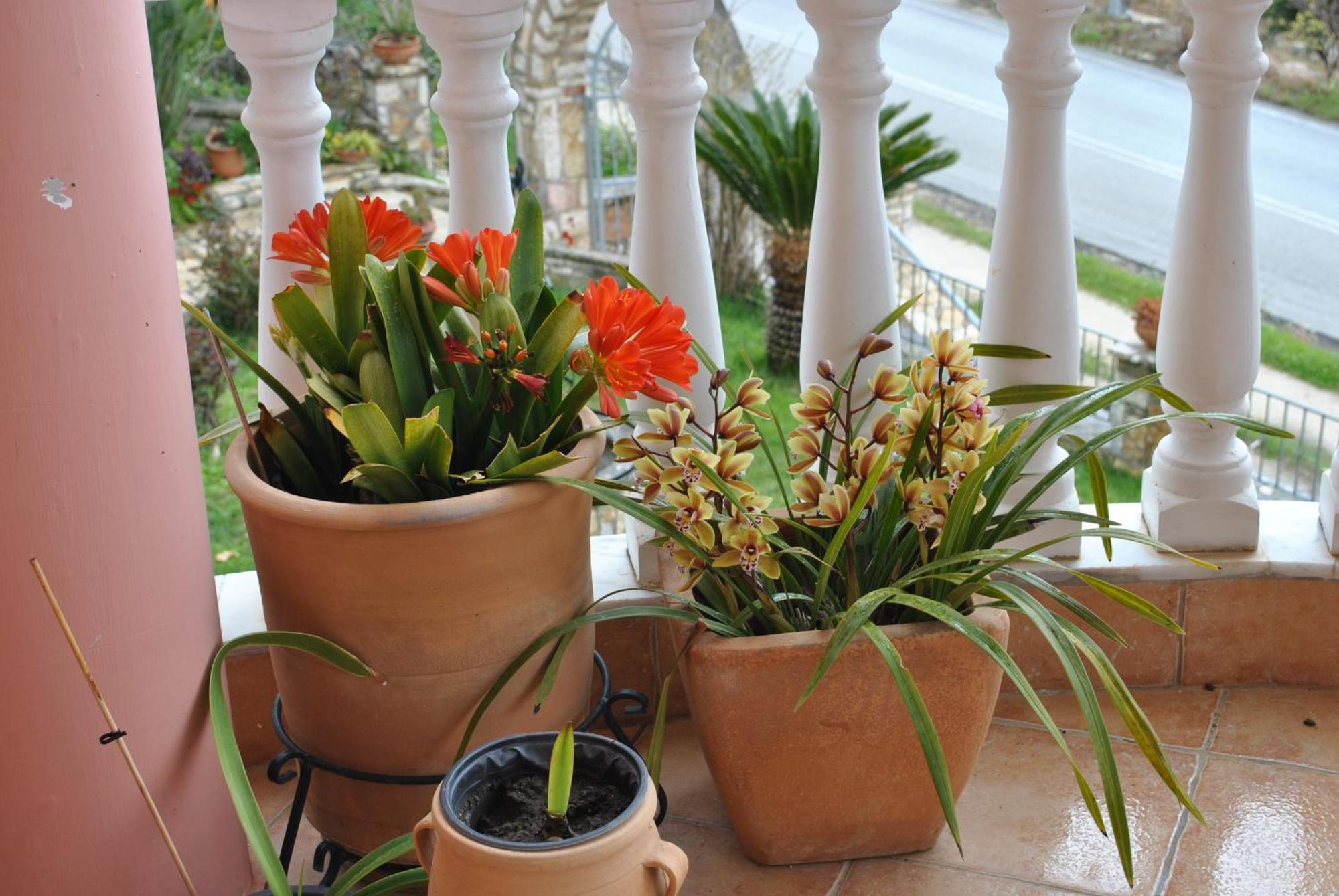 Amaryllis House Apartment Парга Екстериор снимка